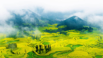 油菜场油菜籽花场早....雾<strong>罗平</strong>中国