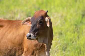 图像棕色（的）牛自然背景农场动物