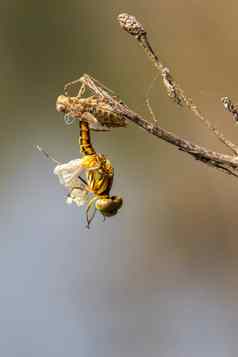 图像蜻蜓幼虫干自然背景野生动物