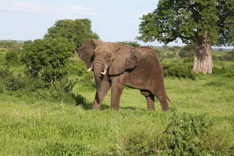动物野生大象野生动物自然哺乳动物Safari非洲非洲公园大国家走储备背景旅行萨凡纳肯尼亚草图斯克在户外食草风景权力美厚皮类动物头象征危险雄伟的坦桑尼亚荒野