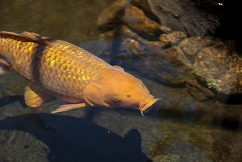 锦 鲤鱼鲤属卡皮奥haematopterus