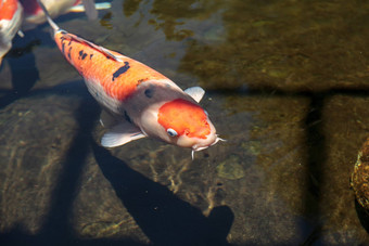 锦 鲤鱼鲤属卡皮奥haematopterus