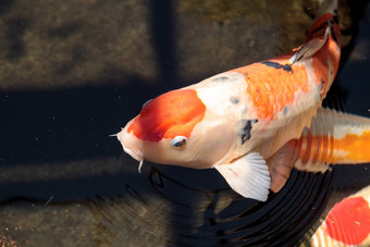 锦 鲤鱼鲤属卡皮奥haematopterus