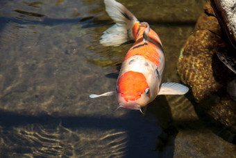 锦 <strong>鲤鱼</strong>鲤属卡皮奥haematopterus