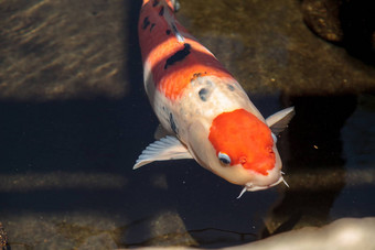 锦 鲤鱼鲤属卡皮奥haematopterus