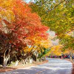 游客采取照片美丽的风景naejangsan南韩国秋天ใ季