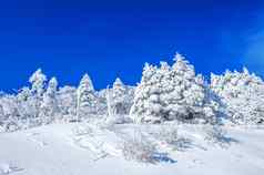美丽的冬天景观树覆盖白色雪蓝色的天空