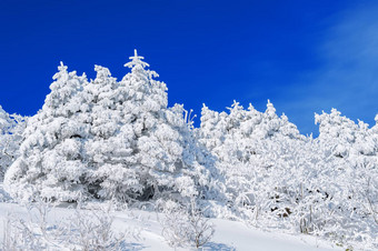 美丽的冬天景观树覆盖白色雪蓝色的天空