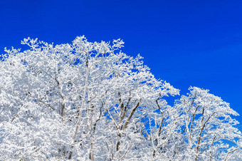 美丽的冬天景观树覆盖白色雪蓝色的天空