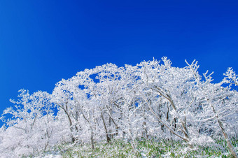 美丽的冬天景观树覆盖白色雪蓝色的天空