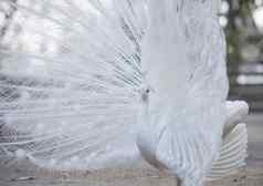 白色孔雀显示尾巴羽毛