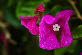 紫色的花雨滴极端的宏