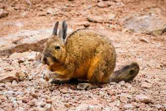 南部<strong>兔</strong>鼠Altiplano沙漠南部利佩兹珍藏玻利维亚