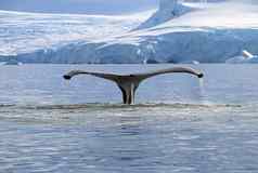 座头鲸鲸鱼尾巴