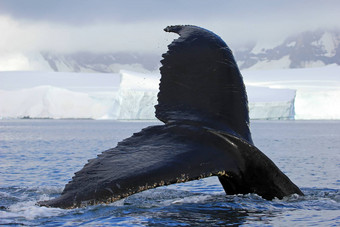 座头鲸鲸鱼尾巴
