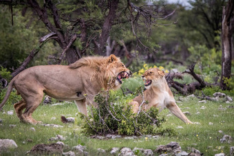 狮子交配夫妇争论草