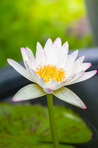 莲花花盛开的池塘夏天