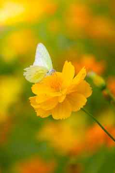 美丽的蝴蝶色彩斑斓的花