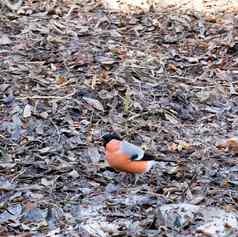 红腹灰雀吃罗文地面