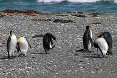 王企鹅生活野生公园企鹅国王巴塔哥尼亚智利