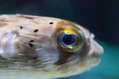 多刺的porcupinefish迪奥东全息香眼睛闪耀白