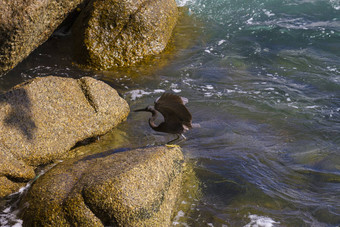太平洋礁白鹭黑色的太平洋礁白鹭鱼