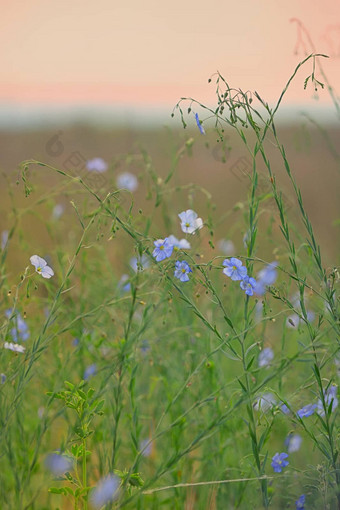 尼莫菲拉花<strong>场</strong>蓝色的花