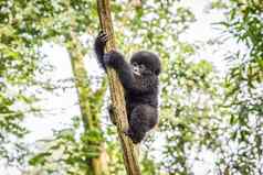 婴儿山大猩猩攀爬树