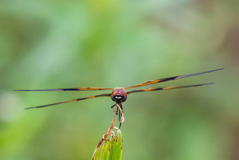 图像蜻蜓rhyothemis杂色自然背景
