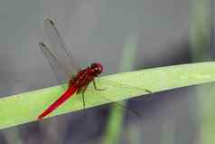 图像蜻蜓自然背景昆虫动物
