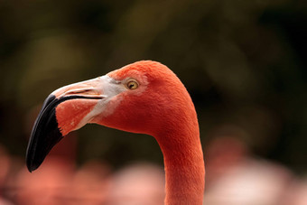 粉红色的加勒比火烈鸟phoenicopterus红色的