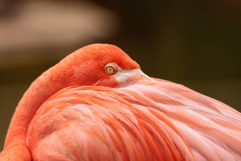 粉红色的加勒比火烈鸟phoenicopterus红色的