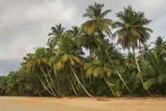 沙滩上椰子树为什么在这里王子非洲