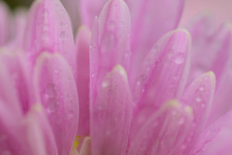宏纹理粉红色的大丽花花瓣水滴