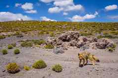 红色的狐狸Altiplano沙漠南部利佩兹珍藏玻利维亚