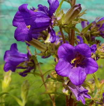 紫色的花<strong>风铃</strong>植物