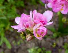 花头粉红色的小苍兰开放双花朵