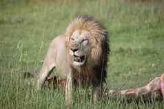 野生狮子哺乳动物吃长颈鹿非洲萨凡纳肯尼亚