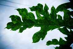 特写镜头绿色叶木瓜下雨水平照片