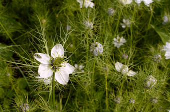 女thick-legged<strong>花甲</strong>虫黑种草花