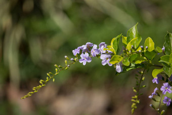 小白色混合紫罗兰色的花Duranta笔花