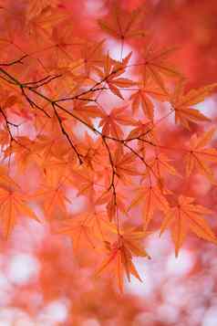 充满活力的日本秋天枫木叶子景观模糊背景