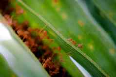蚂蚁野生动物植物纹理