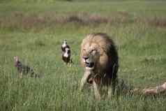 野生狮子哺乳动物吃长颈鹿非洲萨凡纳肯尼亚