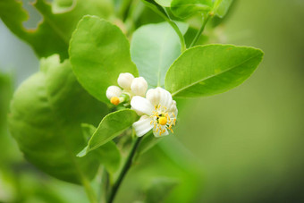 惠蒂花柠檬树