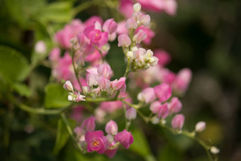 墨西哥爬虫花<strong>小粉</strong>红色的混合白色花