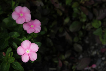 软粉红色的Catharanthusroseus也叫花