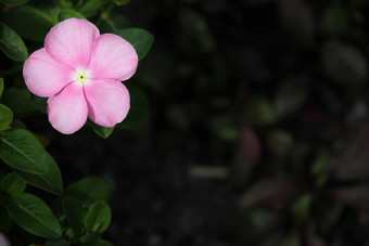 软粉红色的Catharanthusroseus也叫花