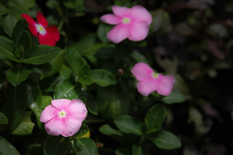 软粉红色的Catharanthusroseus也叫花