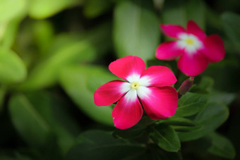 粉红色的Catharanthusroseus也<strong>叫花</strong>